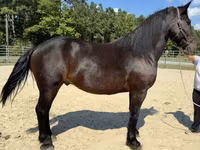 Caballo, Caballos — foto 2
