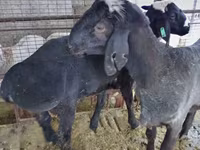 मेढ़ा, Blackheaded Persian sheep — फ़ोटो 1