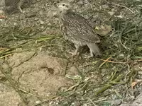 Chickens — լուսանկար 6
