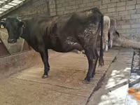 Cow, Simmental cattle — photo 3