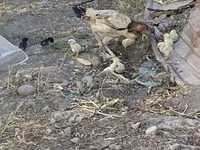 Chickens — الصورة 3