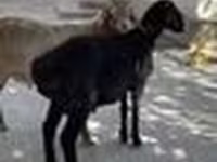 मेढ़ा, भेड़ — फ़ोटो 5