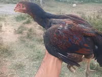 Chickens — 1-сурет
