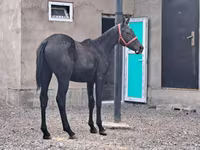 Hengst, Thoroughbred horse — Foto 2