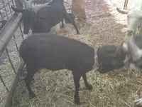 Ешкі, Murcia-Granada goats — 7-сурет