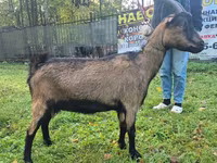 母山羊, Alpine goat — 照片 1