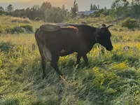 गाय, मवेशी — फ़ोटो 3