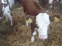 公牛, Limousin cow — 照片 7