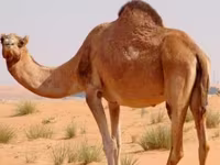 Ուղտեր (խումբ, սեռը նշված չէ), Kazakh Bactrian camel — լուսանկար 1