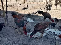 Chickens — photo 2