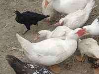 Ducks — الصورة 3