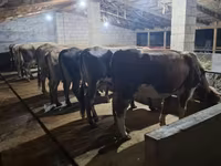 Cow, Alatau breed — photo 6