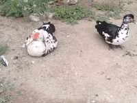 Ducks — Foto 2