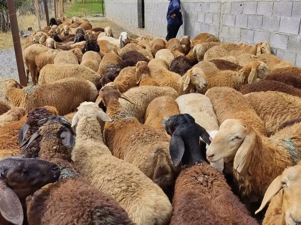 Ոչխար, Ոչխարներ