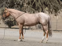 حصان, Quarter Horse — الصورة 2