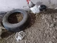 Chickens — फ़ोटो 1