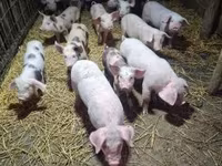 Sow, Pigs — photo 1