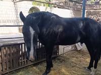 Cavalo, Friesian sport horse — foto 4