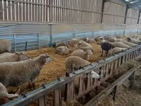 Ոչխար, Rouge de l’Ouest sheep — լուսանկար 3