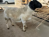 Қошқар, Dorper sheep — 4-сурет