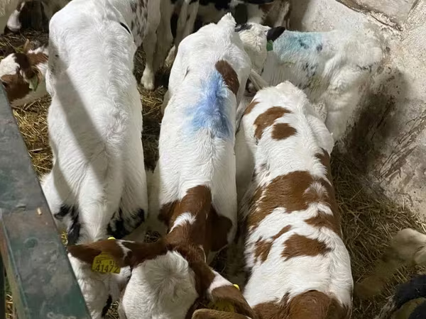 Bull, Cattle