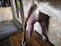 Ешкі, Beetal goats — 5-сурет