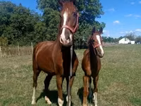 公马, Dutch warmblood horse — 照片 4