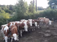 सांड, Simmental cattle — फ़ोटो 5