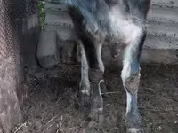 Бұқа, Ірі қара — 6-сурет