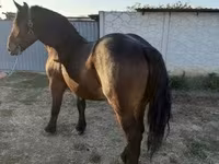 Էգ ձի, Hungarian horse breed — լուսանկար 2