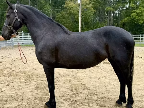 Էգ ձի, Friesian