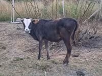 Bull, Cattle — photo 4
