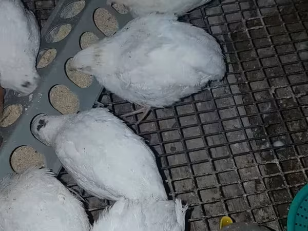 Quails