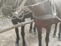 Էգ ձի, Ձիեր — լուսանկար 3