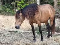Stute, Black Sea breed — Foto 5