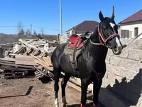 Caballo, Kazakh horse — foto 2
