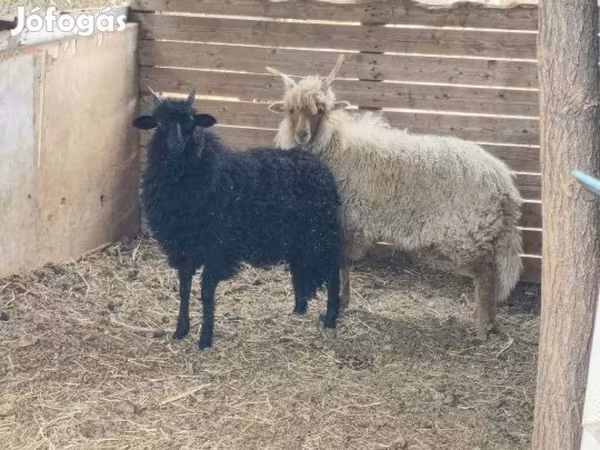 公羊, Racka sheep