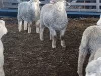 Ոչխար, Kuibyshev sheep — լուսանկար 2