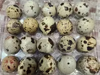 Quails — फ़ोटो 5