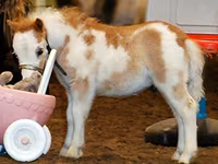 Ձի, Miniature horse — լուսանկար 1