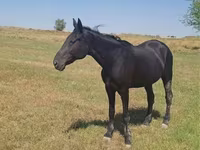 Ձի, Standardbred — լուսանկար 7