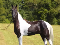 公马, Tennessee Walking Horse — 照片 6