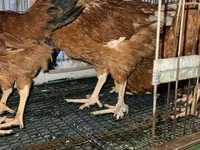 Chickens — Foto 2
