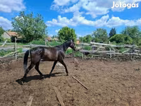 Айғыр, Hungarian horse breed — 2-сурет