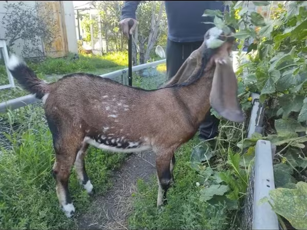 Ешкі, Beetal goats