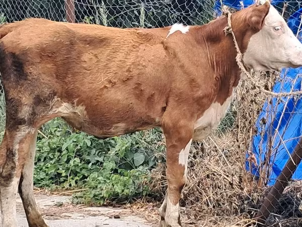 بقرة, Simmental cattle