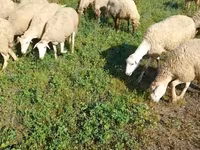 Sheep, Karabakh sheep — photo 3