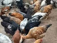 Chickens — photo 1