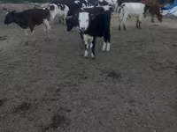 Сиыр, Russian Black pied cattle — 1-сурет