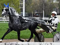 حصان, Orlov Trotter — الصورة 1